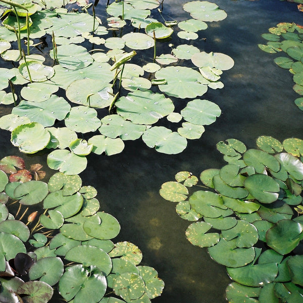 Perfumy do wnętrz Scene 01 Abel