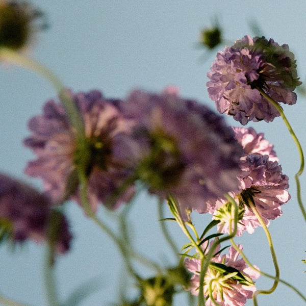 Perfumy do wnętrz Scene 02 Abel