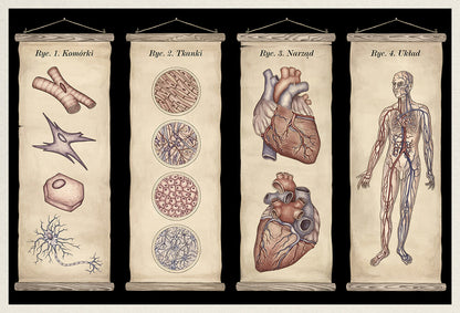 Anatomicum / Jennifer Z. Paxton