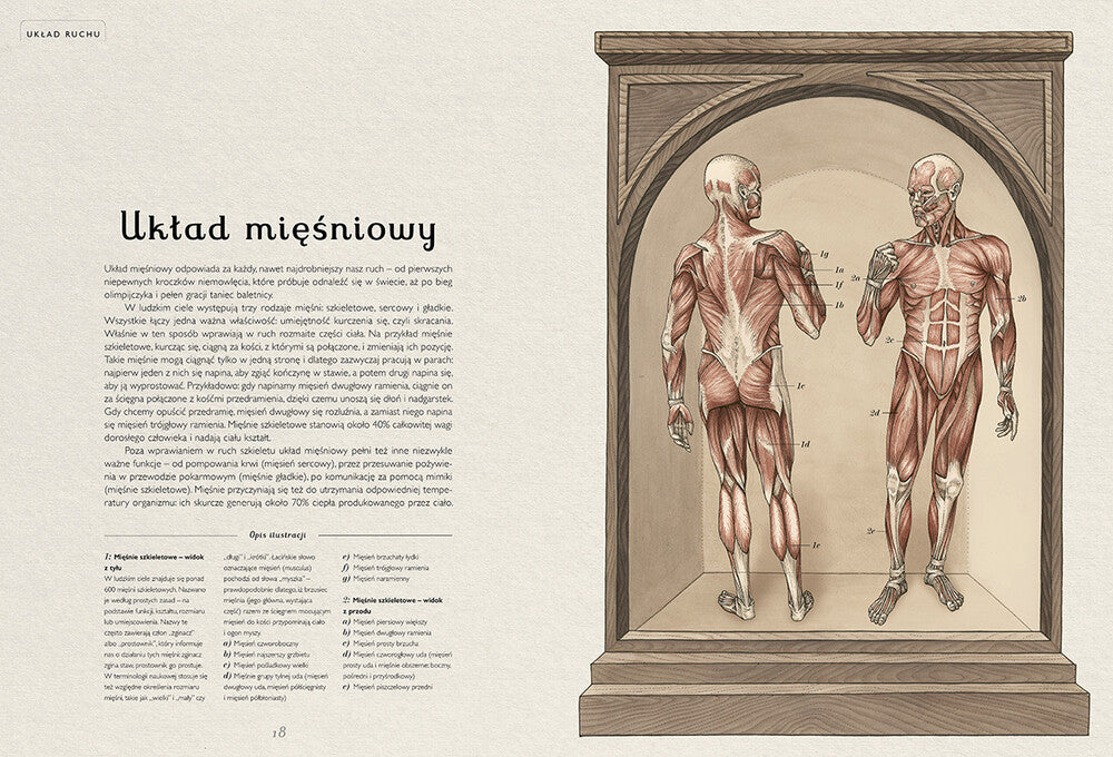 Anatomicum / Jennifer Z. Paxton