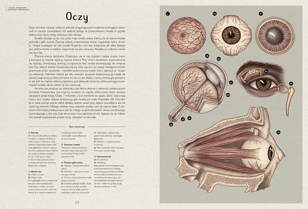 Anatomicum / Jennifer Z. Paxton