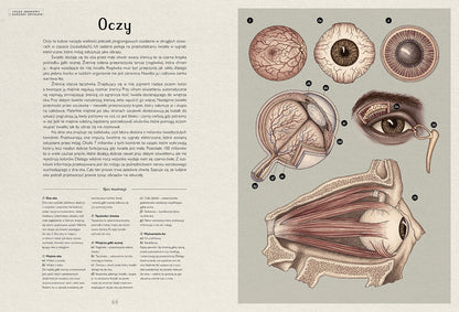 Anatomicum / Jennifer Z. Paxton