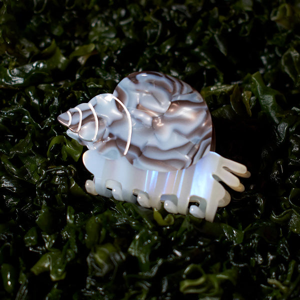 Klamra Blue Whelk Sea Snail