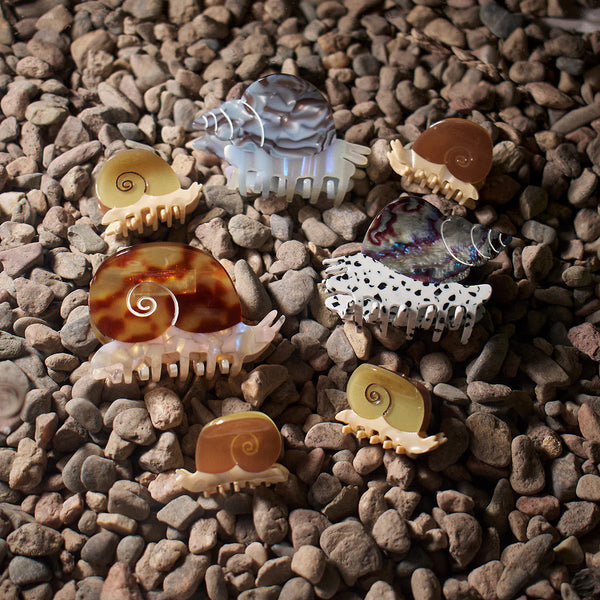 Klamra Blue Whelk Sea Snail