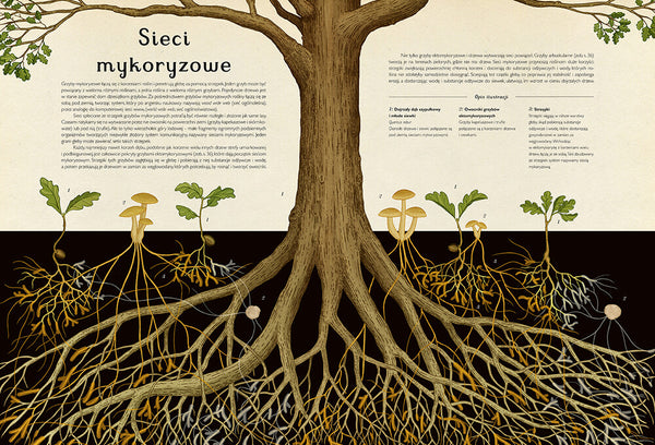 Fungarium / Ester Gaya