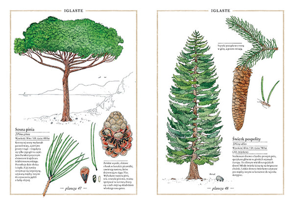 Ilustrowany Inwentarz Drzew / Virginie Aladjidi, Emmanuelle Tchoukriel