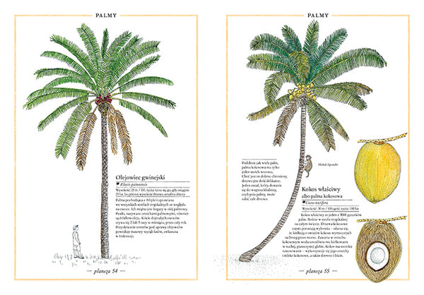 Ilustrowany Inwentarz Drzew / Virginie Aladjidi, Emmanuelle Tchoukriel